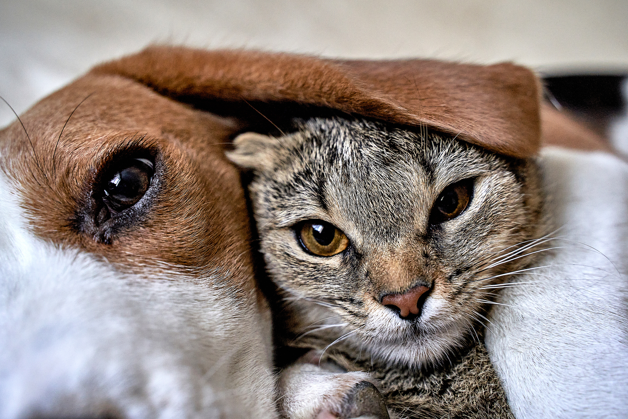 A close-up of a dog and a cat cuddling